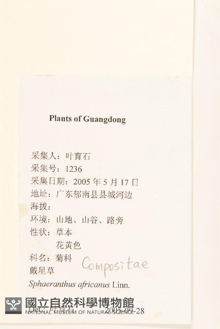 戴星草藏品圖，第2張