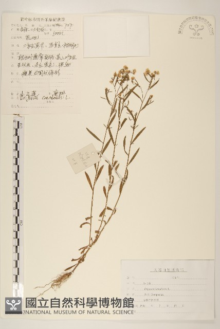 加拿大蓬藏品圖，第1張