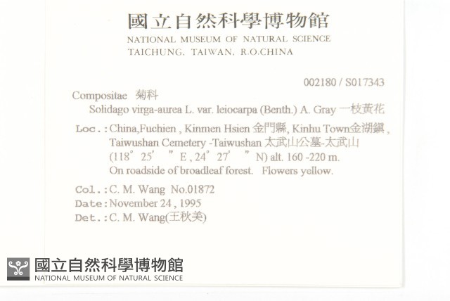一枝黃花藏品圖，第2張
