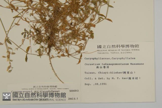 卷耳藏品圖，第2張