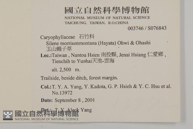 玉山蠅子草藏品圖，第5張