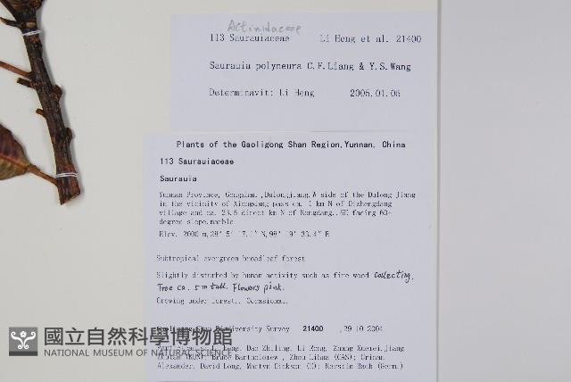 多脈水冬瓜藏品圖，第2張