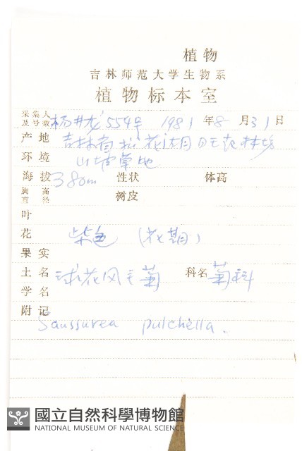 球花鳳毛菊藏品圖，第2張