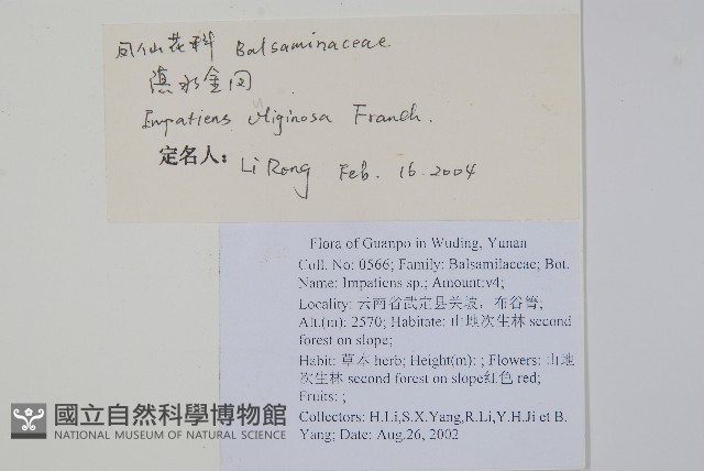 滇水金鳳藏品圖，第2張