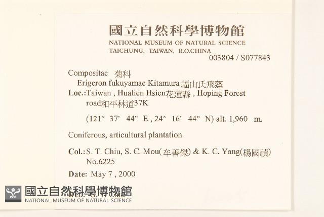 福山氏飛蓬藏品圖，第2張