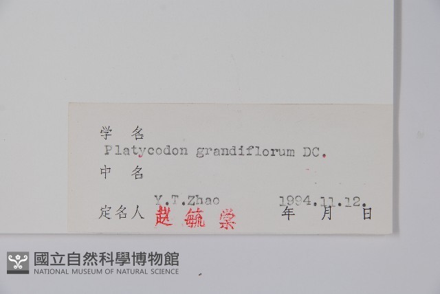 桔梗藏品圖，第2張
