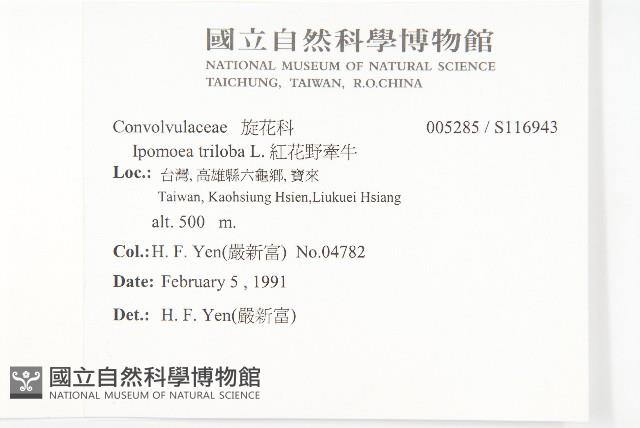 紅花野牽牛藏品圖，第2張