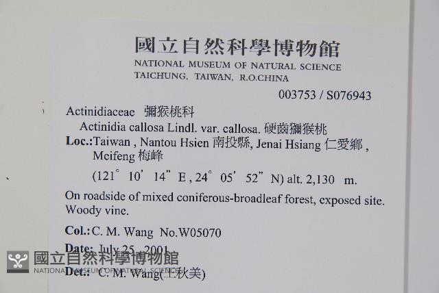 硬齒獼猴桃藏品圖，第2張