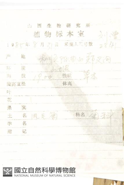 紫苞鳳毛菊藏品圖，第2張