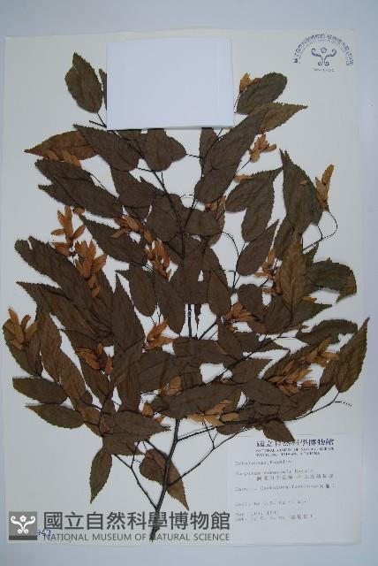 阿里山千金榆藏品圖，第1張