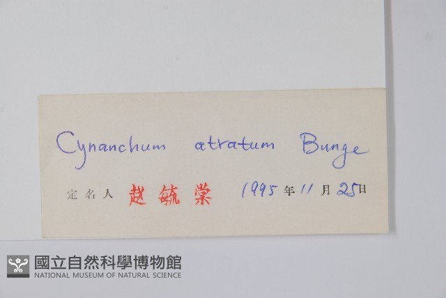 牛皮消、白薇藏品圖，第2張