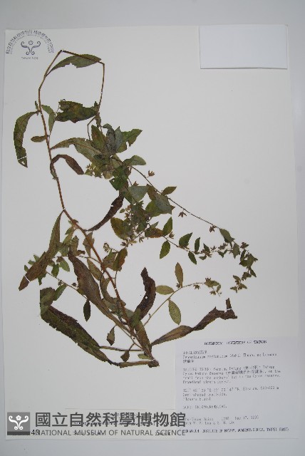 盾果草藏品圖，第1張