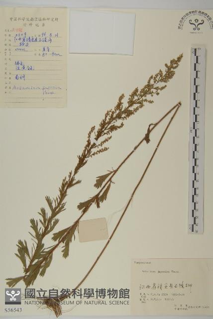 牡蒿藏品圖，第1張