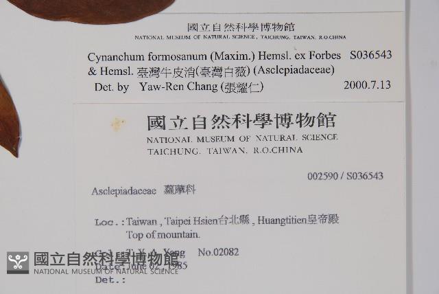 臺灣牛皮消、臺灣白薇藏品圖，第2張