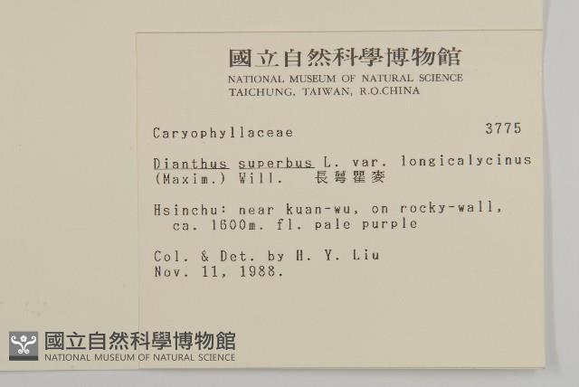 長萼瞿麥藏品圖，第2張