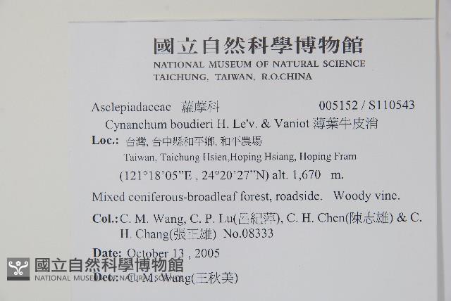 薄葉牛皮消藏品圖，第2張