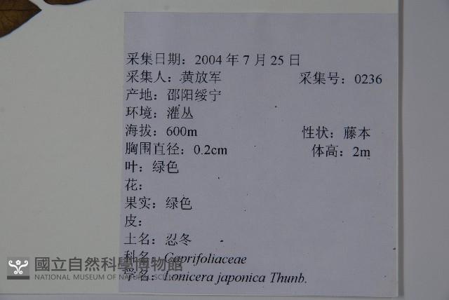 忍冬、金銀花藏品圖，第2張