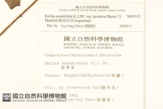 紫背草藏品圖，第2張