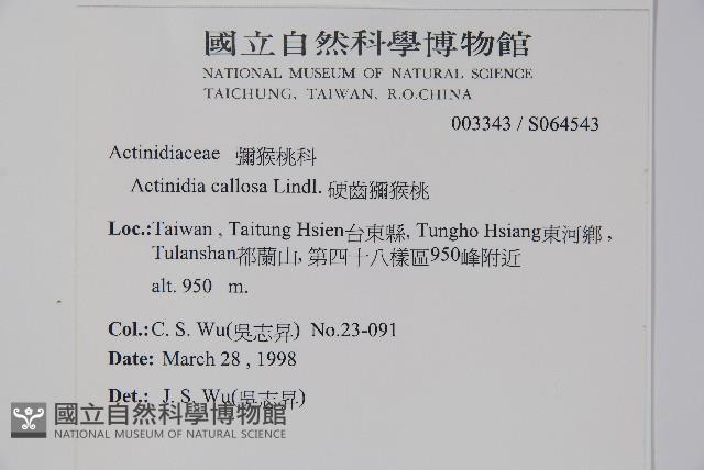 硬齒獼猴桃藏品圖，第2張