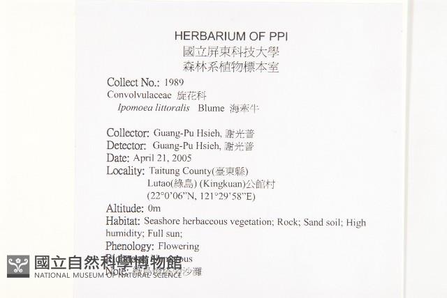 海牽牛藏品圖，第2張