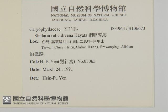 網脈繁縷藏品圖，第2張