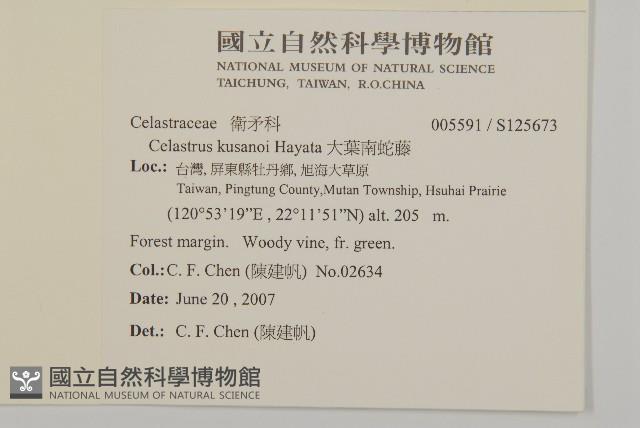 大葉南蛇藤藏品圖，第2張