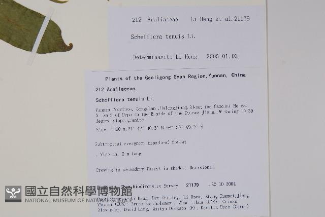 細序鵝掌柴藏品圖，第2張