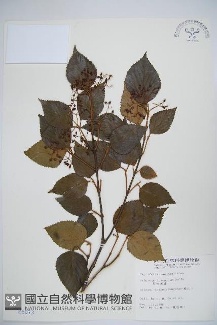 呂宋莢迷藏品圖，第1張