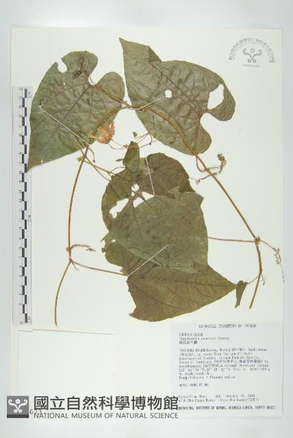 斑花青牛膽藏品圖，第1張