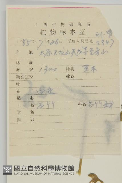 石生蠅子草、山女婁菜藏品圖，第2張