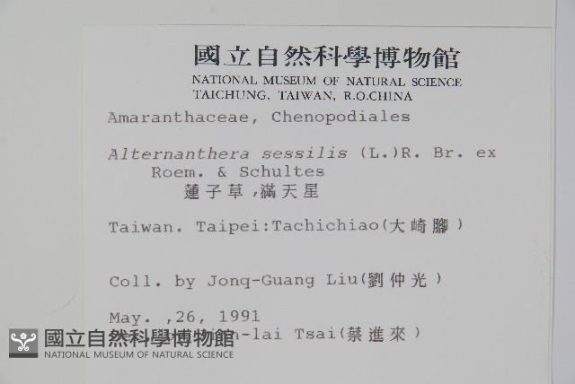 蓮子草藏品圖，第2張