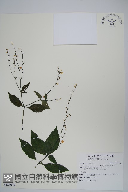 針刺草藏品圖，第1張
