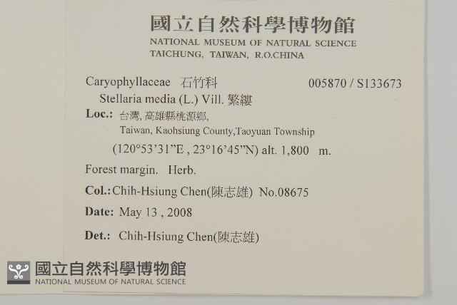 繁縷藏品圖，第2張