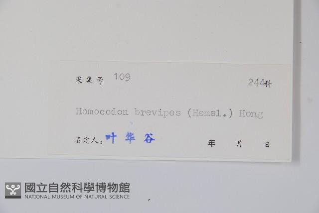 同鐘花藏品圖，第2張