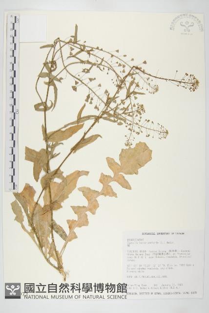 薺藏品圖，第1張