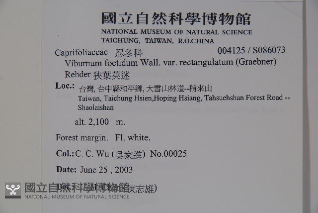 狹葉莢迷藏品圖，第2張