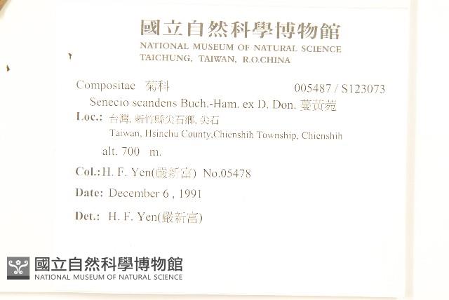 蔓黃菀藏品圖，第2張