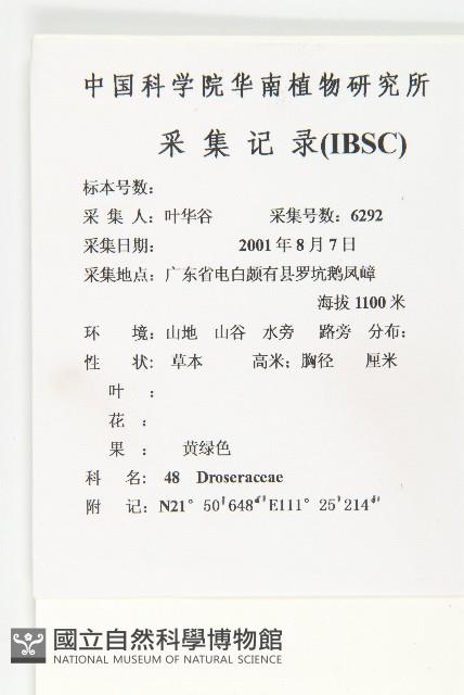 長柱茅膏菜藏品圖，第2張