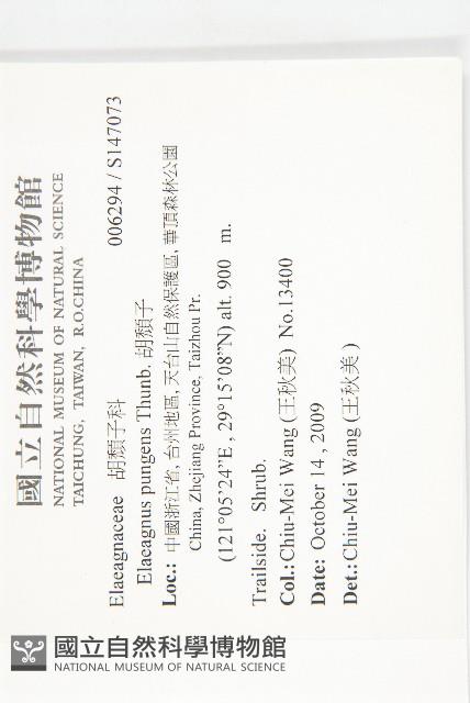 胡頹子藏品圖，第2張