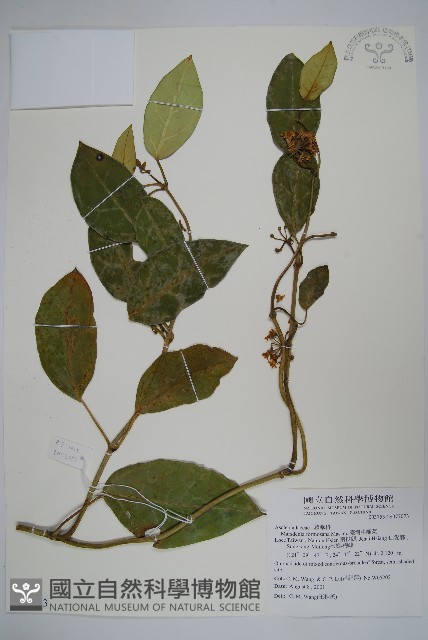 臺灣牛嬭菜藏品圖，第1張