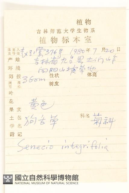 狗舌草藏品圖，第2張