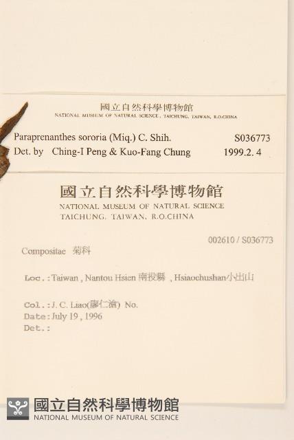 山苦藚、假福王草藏品圖，第2張