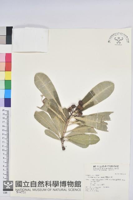 蘭嶼土沉香藏品圖，第1張