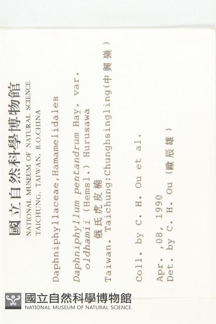 俄氏虎皮楠藏品圖，第2張