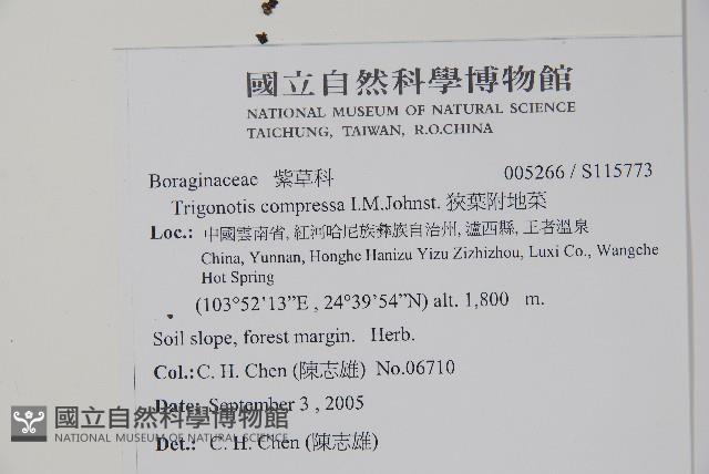 狹葉附地菜藏品圖，第2張