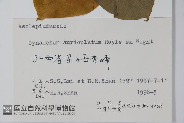 牛皮消藏品圖，第2張