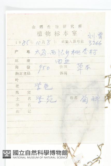 阿爾泰狗哇花藏品圖，第2張