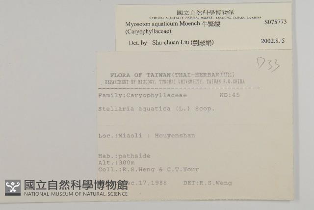 牛繁縷藏品圖，第2張