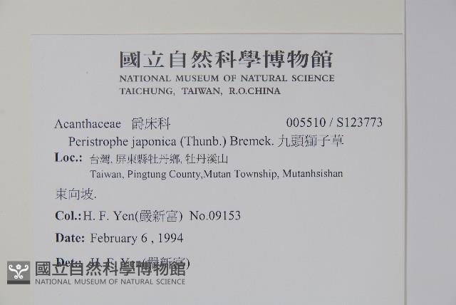 九頭獅子草藏品圖，第2張