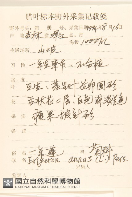 白頂飛蓬藏品圖，第2張